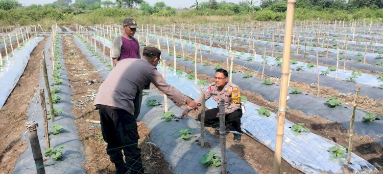 Kapolsek Tarik Dukung Ketahanan Pangan Polresta Sidoarjo Turunkan Bhabinkamtibmas Cek Lahan Semangka
